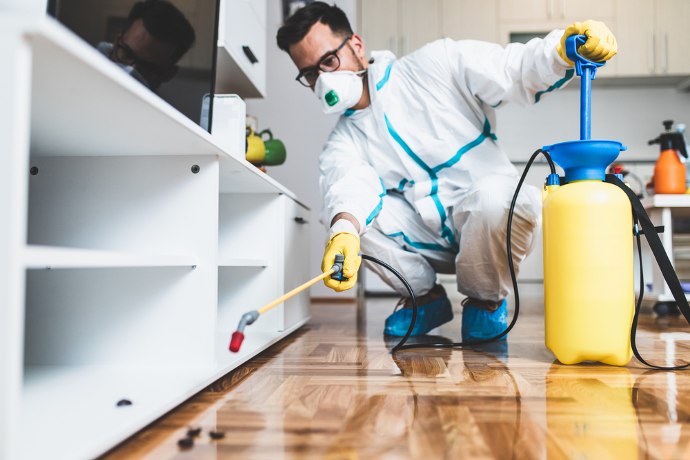 Kitchen pest control