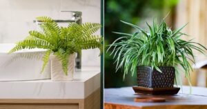 Air-Purifying Plants for Kitchen